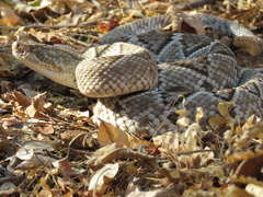 Crotalus basiliscus