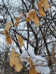 Smilax lasioneura