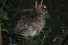 Sylvilagus brasiliensis