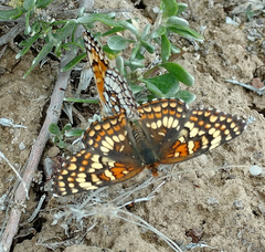 Chlosyne acastus