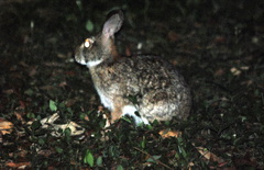 Sylvilagus brasiliensis