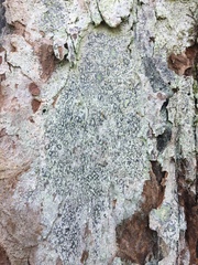Lecanora layana