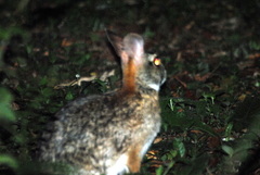 Sylvilagus brasiliensis