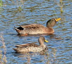 Anas platyrhynchos × undulata
