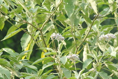 Solanum granulosoleprosum