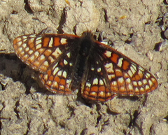 Euphydryas editha