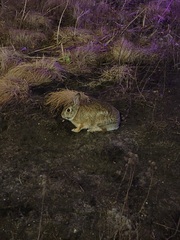 Sylvilagus floridanus