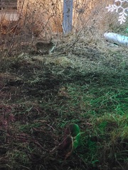 Sylvilagus floridanus