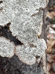 Dentocorticium portoricense