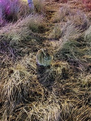 Sylvilagus floridanus