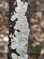 Dentocorticium portoricense