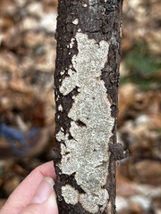 Dentocorticium portoricense