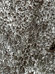 Dentocorticium portoricense