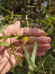 Acacia cyclops