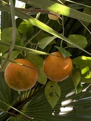 Citrus deliciosa