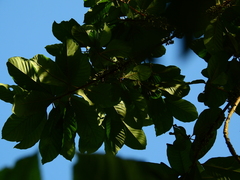 Chrysophyllum