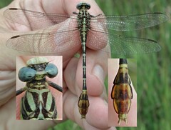 Dromogomphus spoliatus