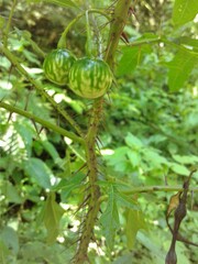 Solanum atropurpureum