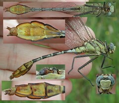 Dromogomphus spoliatus