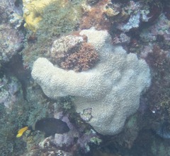 Palythoa caribaeorum