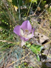 Calochortus nitidus