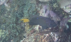 Microspathodon chrysurus