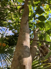 Citrus deliciosa