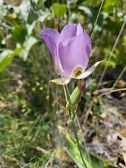 Calochortus nitidus