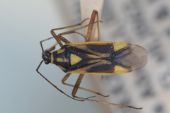 Grypocoris heinzi