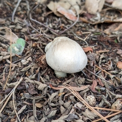 Leucocoprinus cepistipes