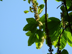 Chrysophyllum