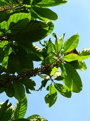 Chrysophyllum