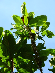 Chrysophyllum