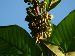 Chrysophyllum