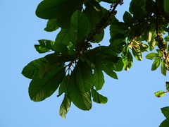 Chrysophyllum
