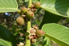 Bridelia retusa