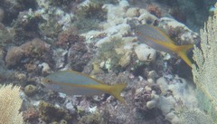 Ocyurus chrysurus