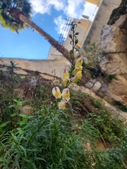 Antirrhinum siculum