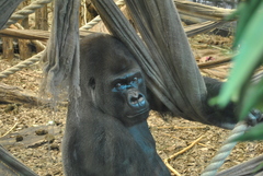 Gorilla gorilla