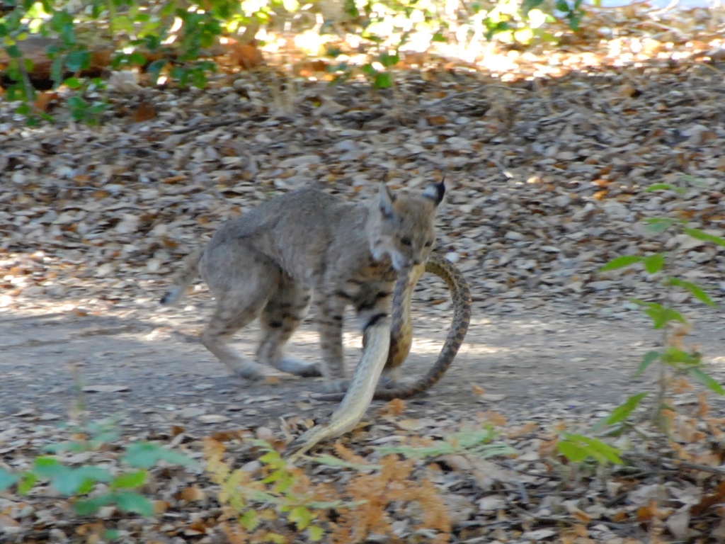 Pacific Gopher Snake