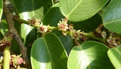 Bridelia retusa