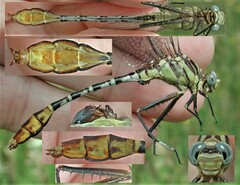 Dromogomphus spoliatus