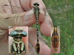 Dromogomphus spoliatus