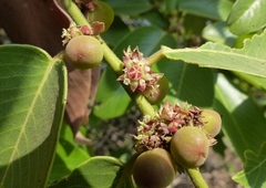Bridelia retusa