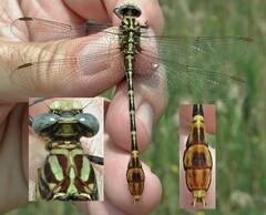 Dromogomphus spoliatus