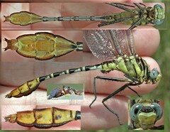 Dromogomphus spoliatus