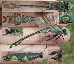 Gomphurus fraternus
