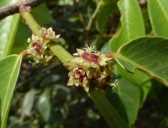Bridelia retusa