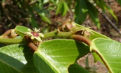 Bridelia retusa