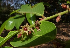 Bridelia retusa